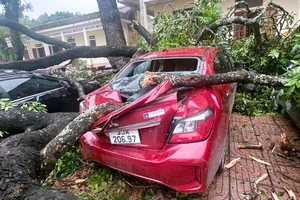 4 ô tô bị cây cổ thụ đè bẹp dúm ở Thanh Hóa