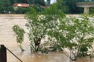 Người đàn ông bị lũ cuốn, may mắn thoát chết nhờ đu cây