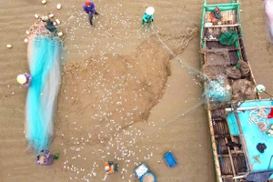 Ngư dân Thanh Hóa trúng đậm mùa cá trích