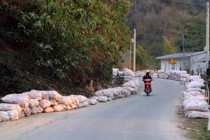 Nỗi đau mùa 'vàng trắng'