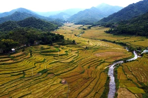 Ngắm mùa vàng trên ruộng bậc thang đẹp như thiên đường ở vùng biên xứ Thanh