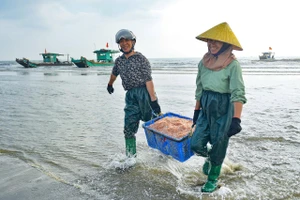 Ngư dân Thanh Hóa trúng đậm lộc biển đầu năm mới 2026