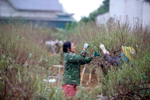 Cận cảnh người dân làng đào phai xứ Thanh xuống lá chờ Tết Nguyên đán