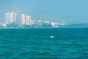 Đàn cá heo bất ngờ xuất hiện gần bờ biển Sầm Sơn