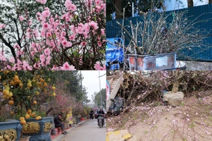 Đào nở sớm, tiểu thương ở Thanh Hóa mòn mỏi chờ người mua