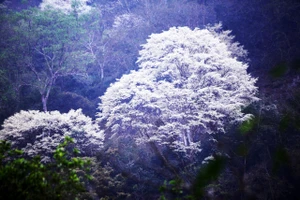 Ngắm mùa hoa thàn mát nở trắng như tuyết giữa núi rừng miền Tây xứ Thanh