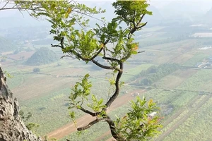 Thanh Hóa: Kiểm lâm thu giữ 280 cây muội hồng, xử phạt hàng trăm triệu đồng