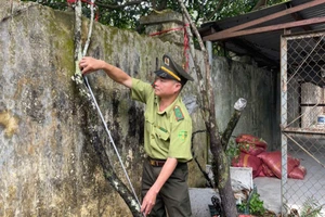 Kiểm lâm Thanh Hóa đưa ra phương án xử lý tang vật cây muội hồng