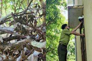 Hàng chục cây muội hồng héo khô, kiểm lâm lắp camera chống trộm ở Thanh Hóa