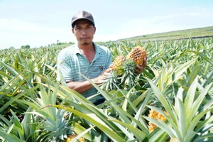 Mòn mỏi đợi thương lái, nông dân xót xa trong mùa dứa 'đắng'