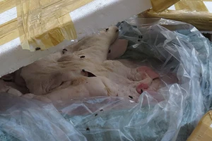 Bắt xe chở khoảng 10 tấn nội tạng hôi thối 