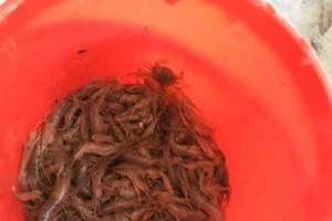 Phát hiện người đàn ông đổ chất lạ làm chết tôm cá trên sông