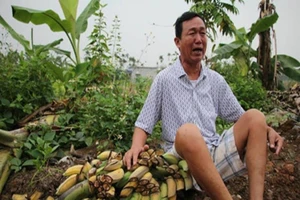 Xưng con cháu lãnh đạo khi chặt hàng ngàn cây chuối