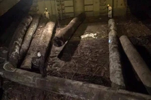 Thuyền phó người Trung Quốc bị gỗ đè tử vong