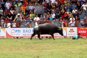 Chủ trâu chọi Đồ Sơn đã tử nạn 