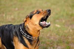 Bị chó nhà hàng xóm cắn tử vong