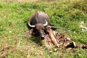 Gần chục con trâu bị cắt gân chân nằm ngoài đồng