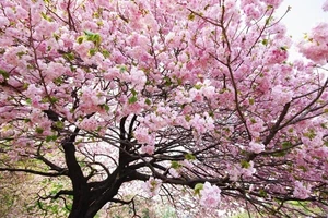 Trưng bày 10.000 cành hoa anh đào ở Hải Phòng