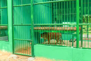 7 con hổ ở Phong Nha-Kẻ Bàng sau khi chuyển về 'nhà' mới