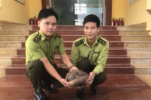 Quảng Bình: Phát hiện một cá thể tê tê Java quý hiếm trong thùng hàng