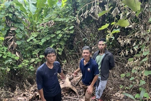 3 người đàn ông trộm trâu rồi xẻ thịt chia nhau