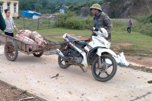 Hàng trăm con lợn ở 2 xã biên giới Quảng Bình bị nhiễm bệnh phải tiêu huỷ