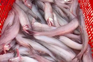 Quảng Bình: Phát hiện chất phóoc-môn trong cá khoai bày bán ở chợ