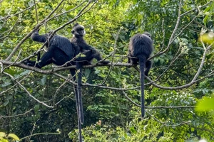 Tiếp nhận gần 7 tỉ đồng để bảo tồn Voọc gáy trắng ở Quảng Bình