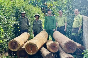 Công an Quảng Bình phát hiện nhiều vụ vận chuyển gỗ lậu trong ngày cuối tuần