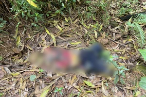 Phát hiện một người đang chấp hành án chết trong rừng keo