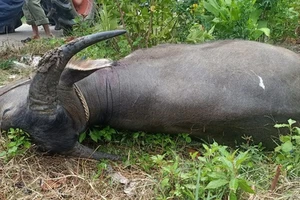 Trâu 'điên' tấn công khiến 3 người thương vong ở Quảng Bình