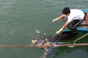 Phát hiện thi thể người đàn ông đang phân hủy trong lúc đi câu mực