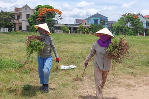 Quảng Bình: Người dân đội nắng hái lá mùng 5 dịp Tết Đoan Ngọ
