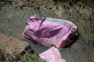 Quảng Bình: Thu gom toàn bộ xác lợn bị vứt tràn lan đưa đi chôn lấp