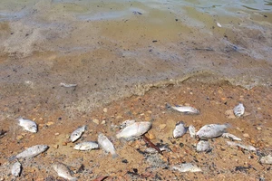 Cá chết hàng loạt ở hồ chứa nước thủy lợi lớn nhất Quảng Bình