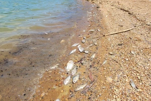 Kết quả kiểm tra ban đầu việc cá chết hàng loạt ở Quảng Bình