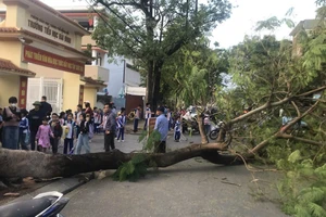 Cây phượng bật gốc trước cổng trường ngay giờ tan học