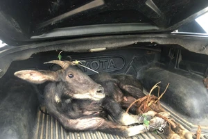 Đang chở sơn dương quý hiếm đi bán thì bị bắt