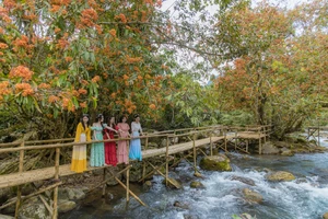 Ngắm hoa vàng anh nở rộ bên suối ở Di sản Phong Nha - Kẻ Bàng