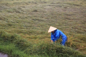 Mưa lớn khiến khoảng 1.600 héc-ta lúa ở Quảng Bình ngã đổ la liệt