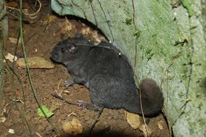 Loài chuột đá tưởng tuyệt chủng 11 triệu năm trước được phát hiện ở Quảng Trị