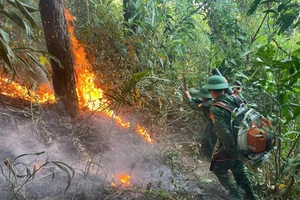 Cháy rừng phòng hộ ở Đèo Ngang, nghi do người dân đốt ong