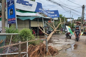 Cây xanh gãy đổ la liệt, người dân Hà Tĩnh tất bật dọn dẹp sau bão số 5