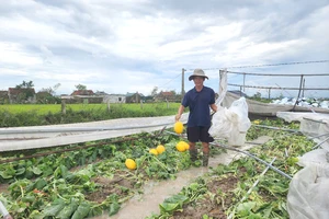 Người đàn ông bất lực nhìn ruộng dưa lưới tiền tỉ ‘nát tươm’ sau bão 