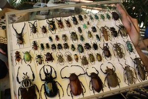 Các bạn trẻ nói về thú chơi bọ cánh cứng độc đáo