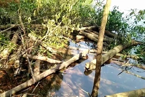 Clip: Phá trộm rừng phòng hộ làm đường