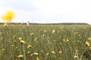 Clip: Về ngắm hoa Hoàng đầu ấn đẹp nhất Đồng Tháp