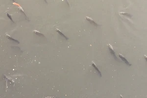 Clip: Cá chép, cá rô nổi đầy kênh Nhiêu Lộc - Thị Nghè