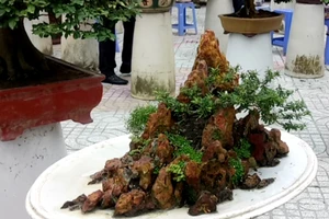 Clip: 100 cây Bonsai độc, lạ hút du khách tại An Giang 