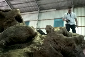 Clip: Gốc cổ thụ 1.000 tuổi được trả giá hàng tỉ đồng